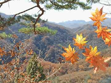 118开奖站一一澳门,澳门彩票文化中的118开奖站，历史、现状与未来展望