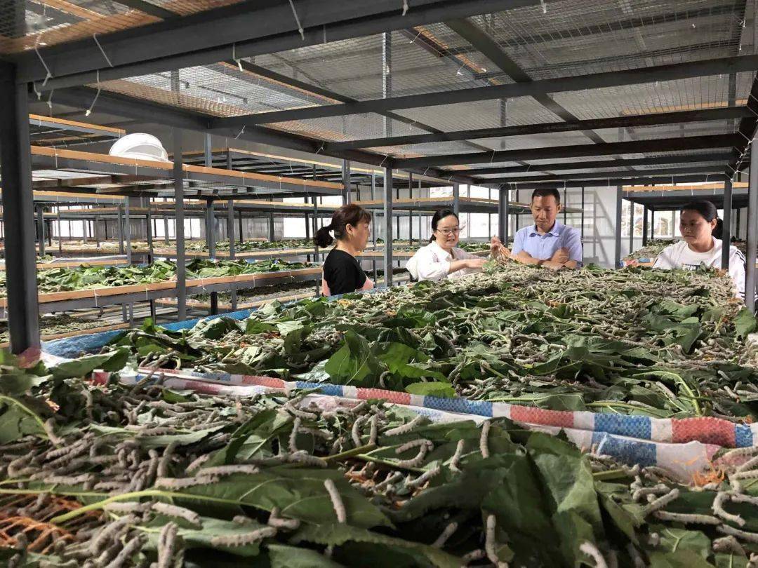 澳门最精准正最精准龙门蚕,澳门最精准正最精准龙门蚕——探寻成功的秘密
